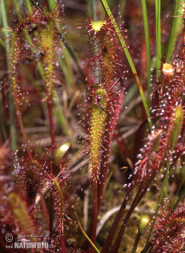 English Sundew (Drosera anglica)