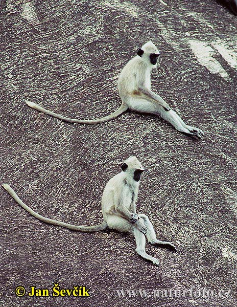 Entelle d'Hanuman, Langur sacré