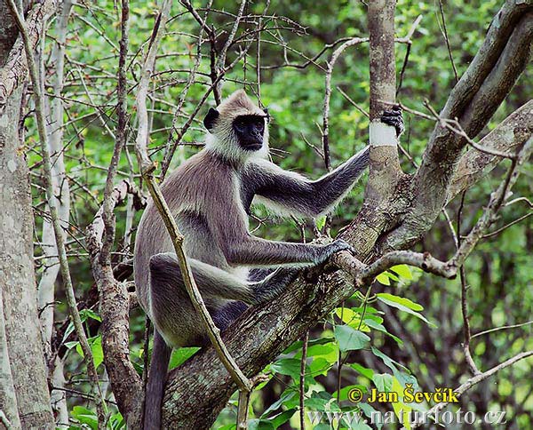 Entelle d'Hanuman, Langur sacré