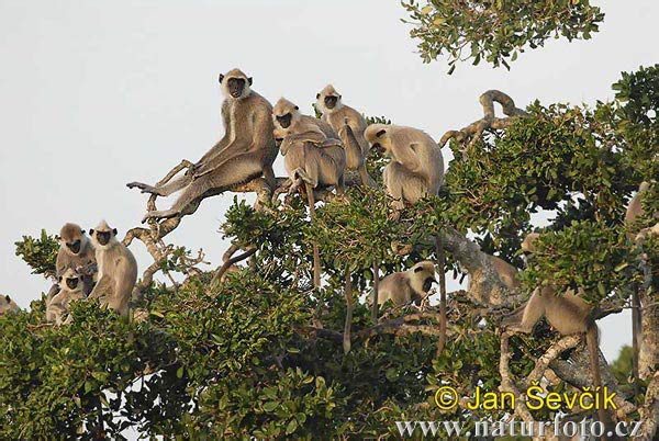 Entelle d'Hanuman, Langur sacré