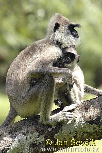 Entelle d'Hanuman, Langur sacré