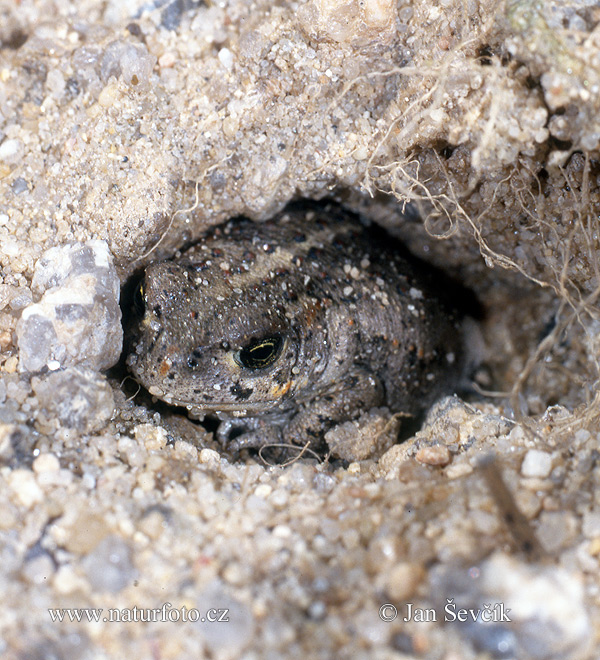 Epidalea calamita