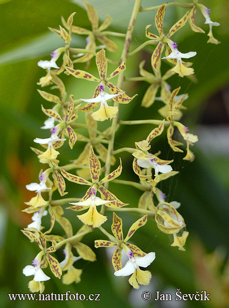 Epidendrum stamfordianum.