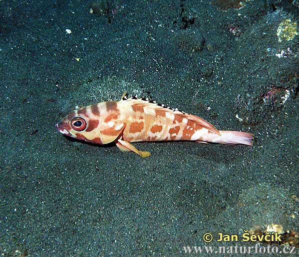 Epinephelus fasciatus