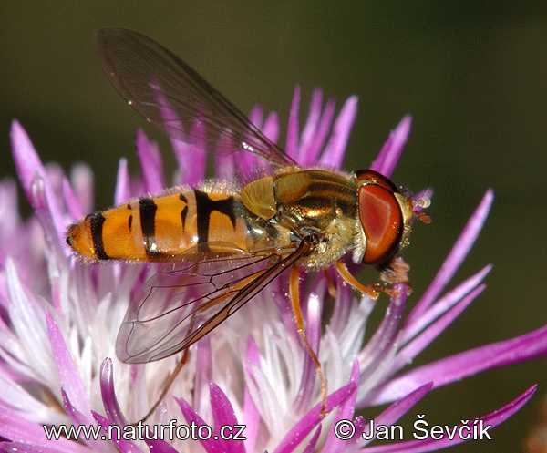 Episyrphus balteatus