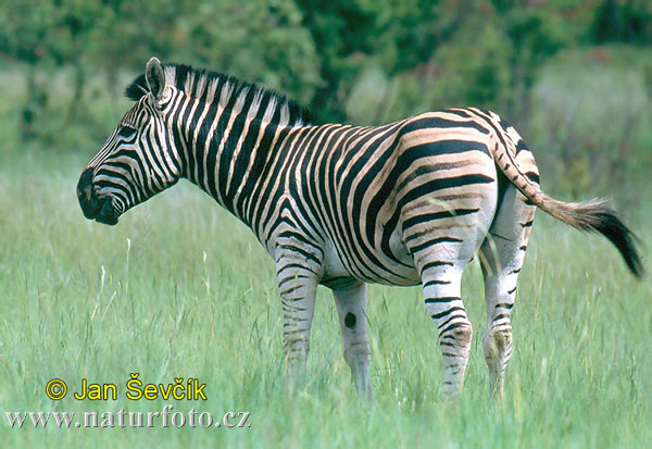 Equus quagga burchellii