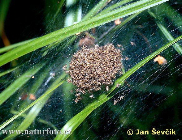 erandete Jagdspinne