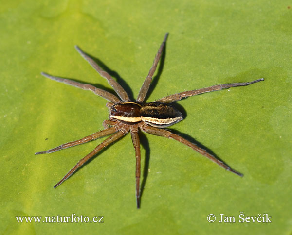 erandete Jagdspinne