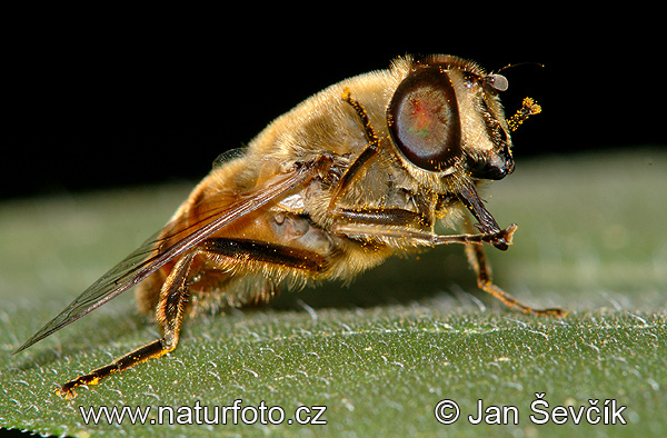 Eristalis sp.