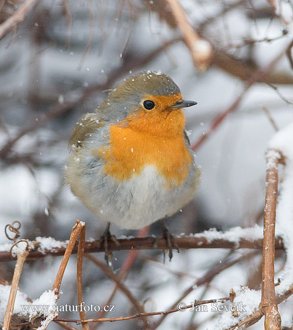 Erithacus rubecula