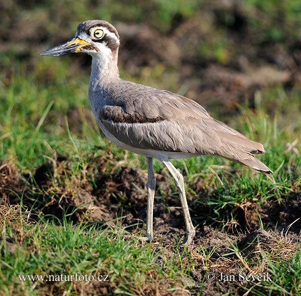 Esacus recurvirostris