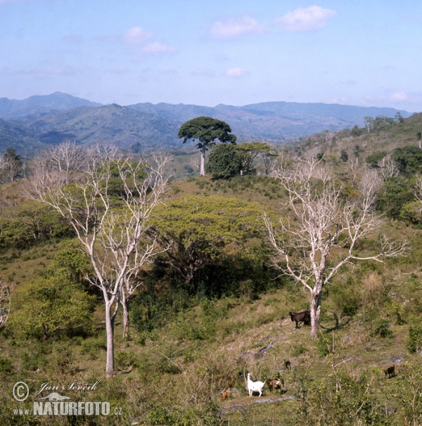 Escambray mountains (C)