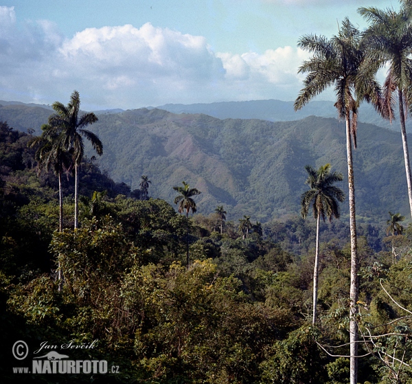 Escambray mountains (C)