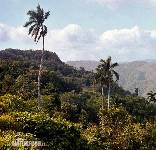 Escambray mountains (C)