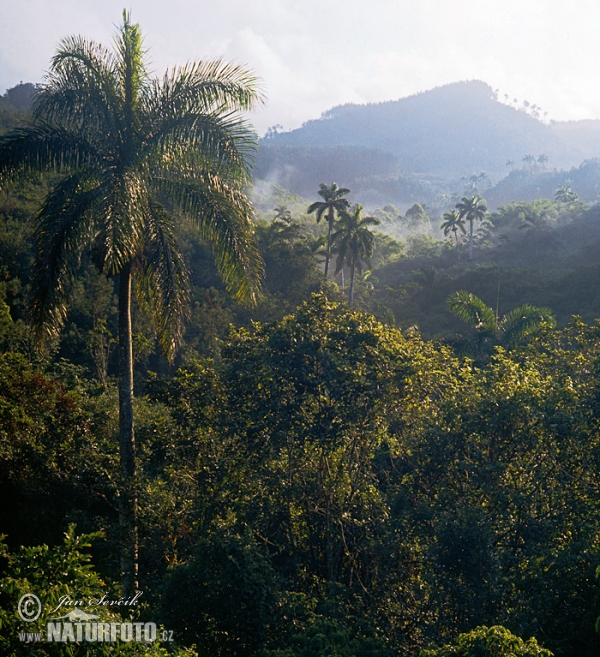 Escambray mountains (C)