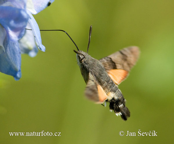 Esfinge colibrí