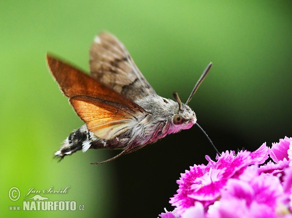 Esfinge colibrí