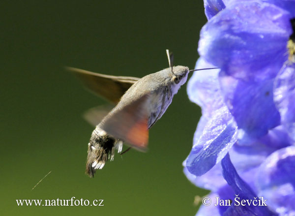 Esfinge colibrí