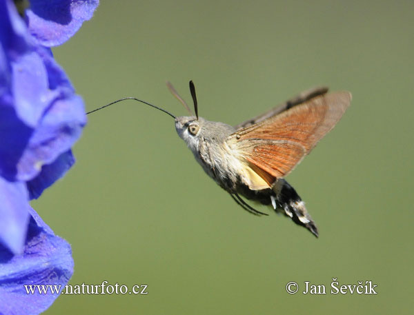 Esfinge colibrí