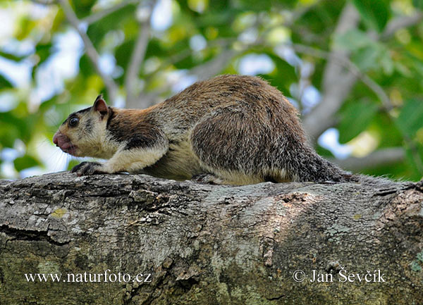Esquirol gegant de Sri Lanka