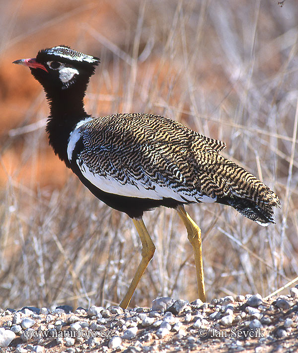 Eupodotis afraoides