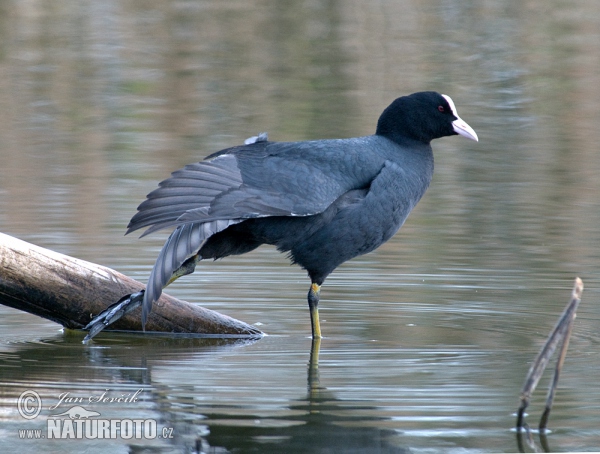 Eurasian Coot (Fulica atra)