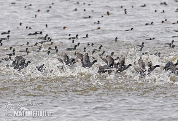 Eurasian Coot (Fulica atra)