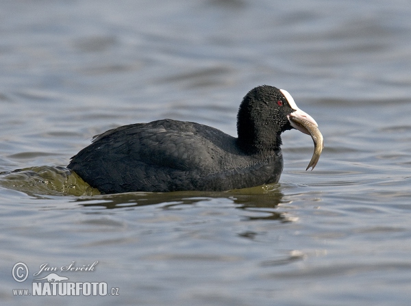 Eurasian Coot (Fulica atra)