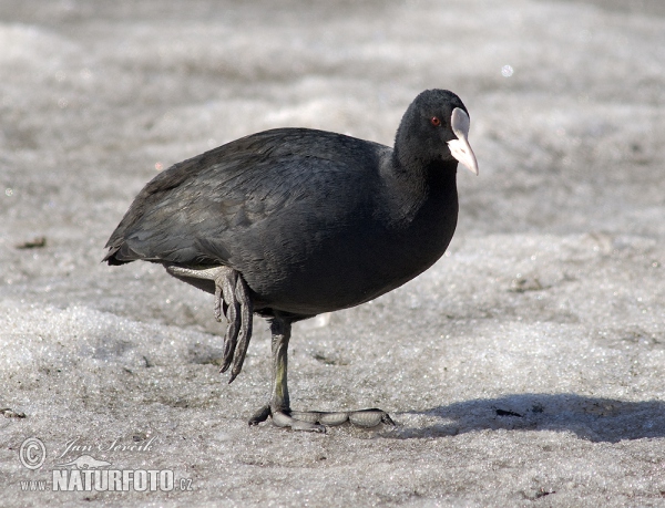 Eurasian Coot (Fulica atra)