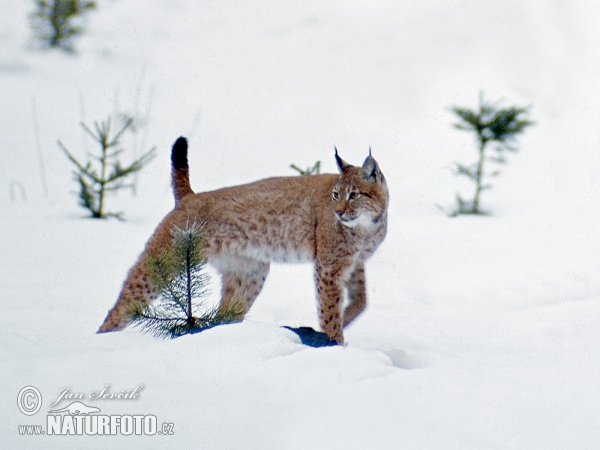 Euraziatische lynx