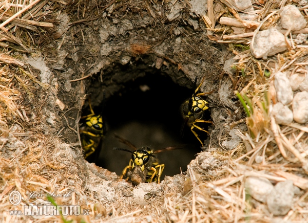 European Wasp (Vespula germanica)