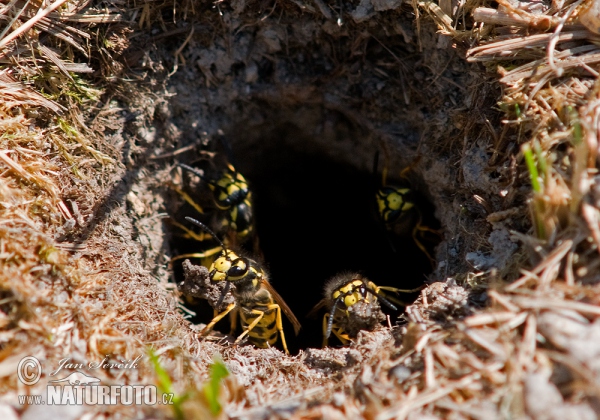 European Wasp (Vespula germanica)