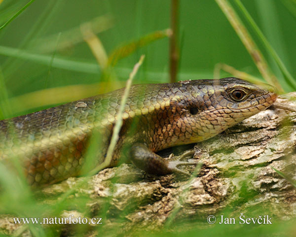 Eutropis carinata