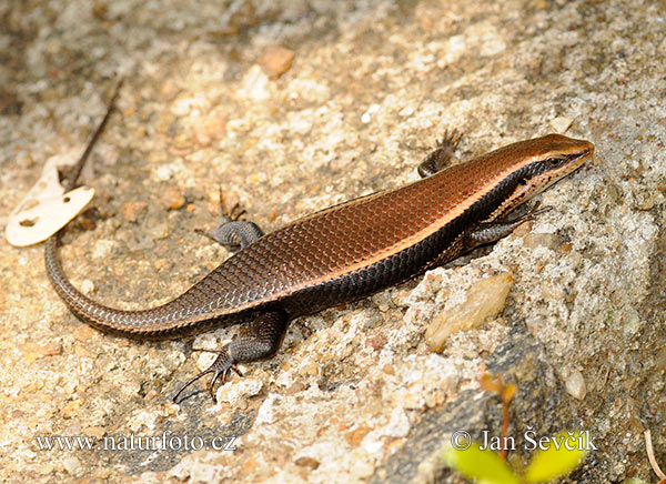 Eutropis macularia