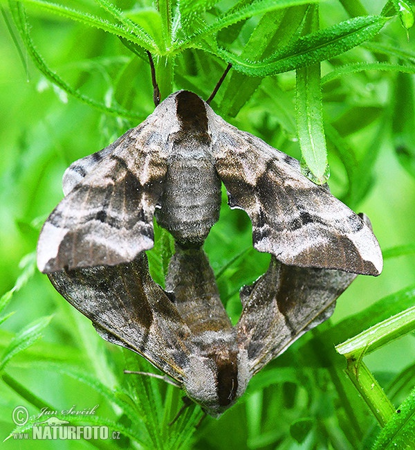 Eyed hawkmoth (Smerinthus ocellata)