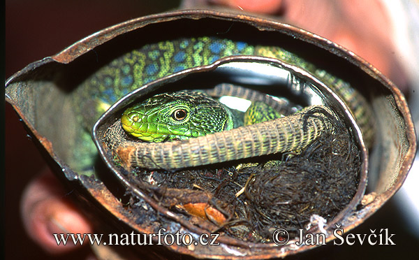 Eyed Ocellated Lizard (Lacerta lepida)