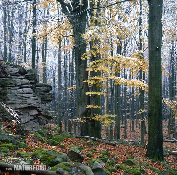 Fabián Nature reserve (Tre)