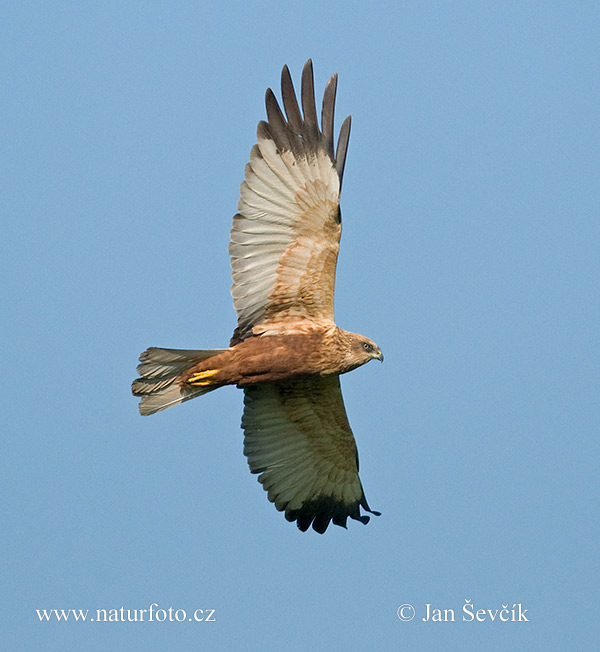 Falco di palude