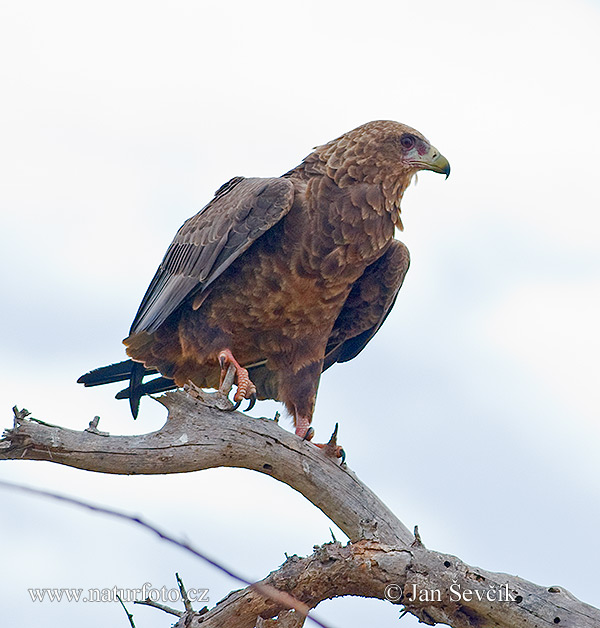 Falco giocoliere