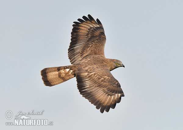 Falco pecchiaiolo occidentale