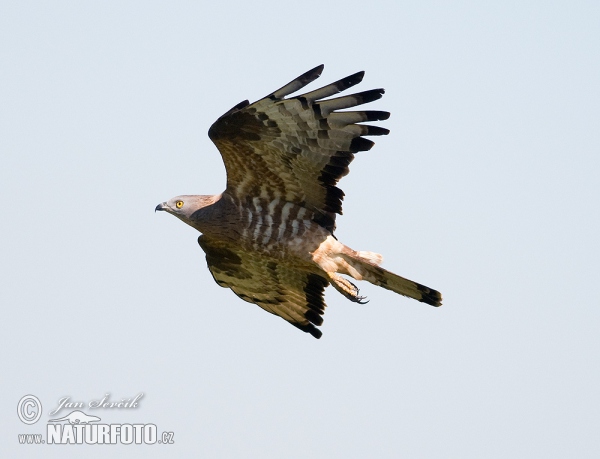 Falco pecchiaiolo occidentale