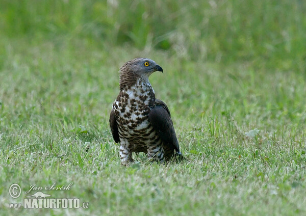 Falco pecchiaiolo occidentale