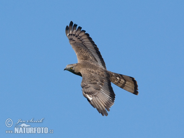 Falco pecchiaiolo occidentale