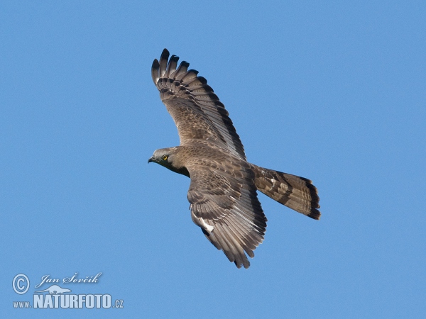 Falco pecchiaiolo occidentale