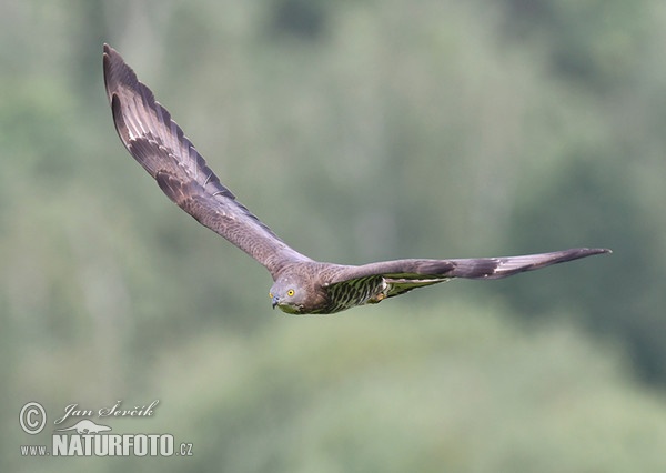 Falco pecchiaiolo occidentale