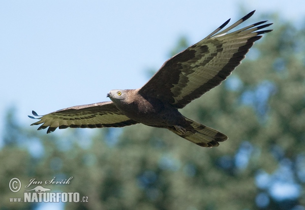 Falco pecchiaiolo occidentale