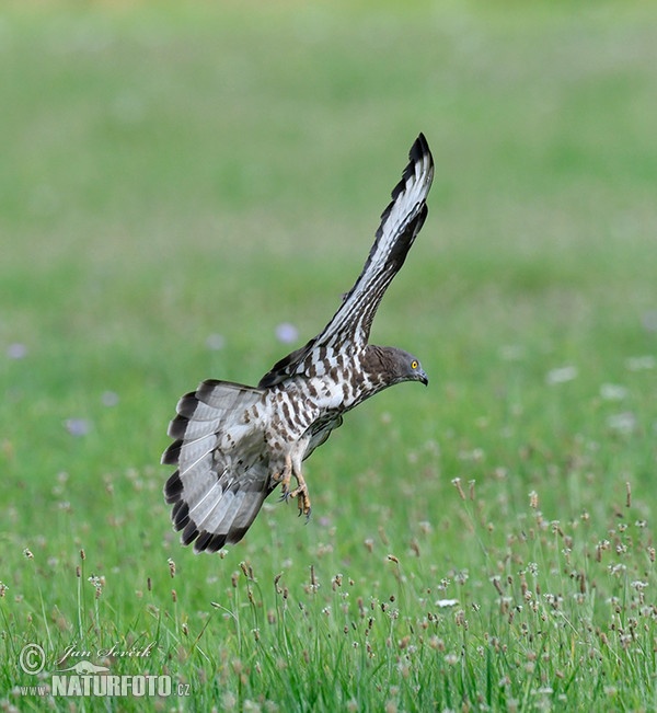 Falco pecchiaiolo occidentale