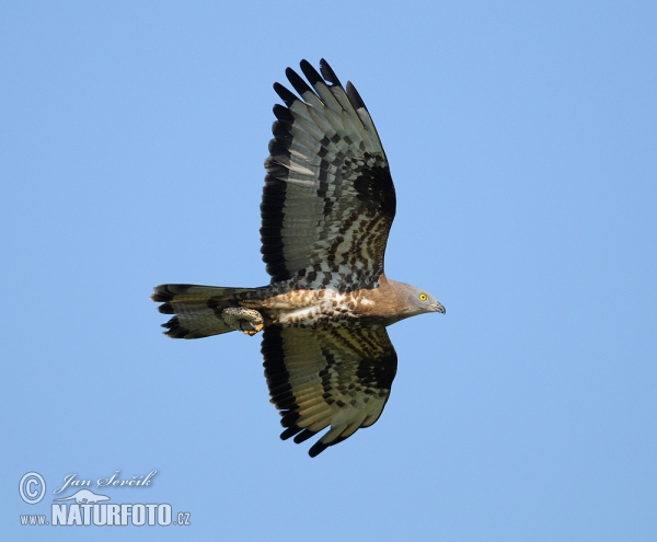 Falco pecchiaiolo occidentale