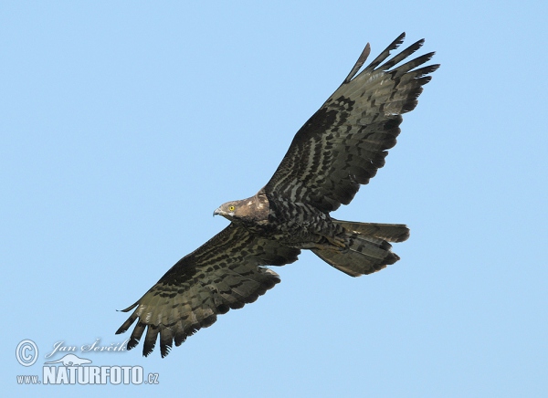 Falco pecchiaiolo occidentale