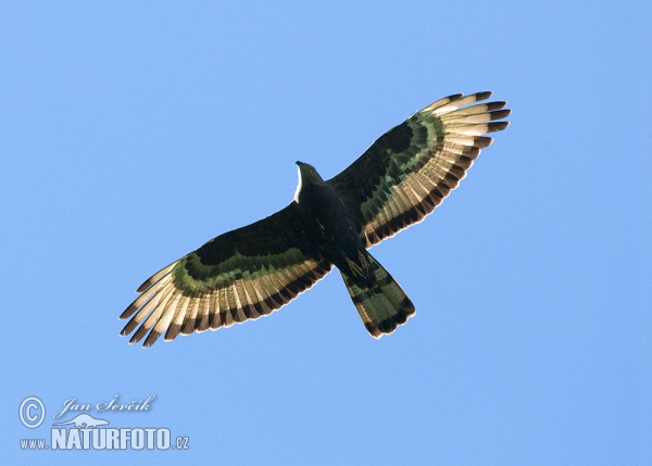 Falco pecchiaiolo occidentale